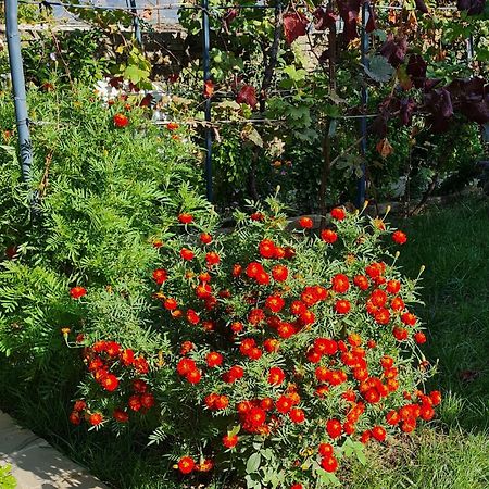 Garden Guest House Përmet Dış mekan fotoğraf