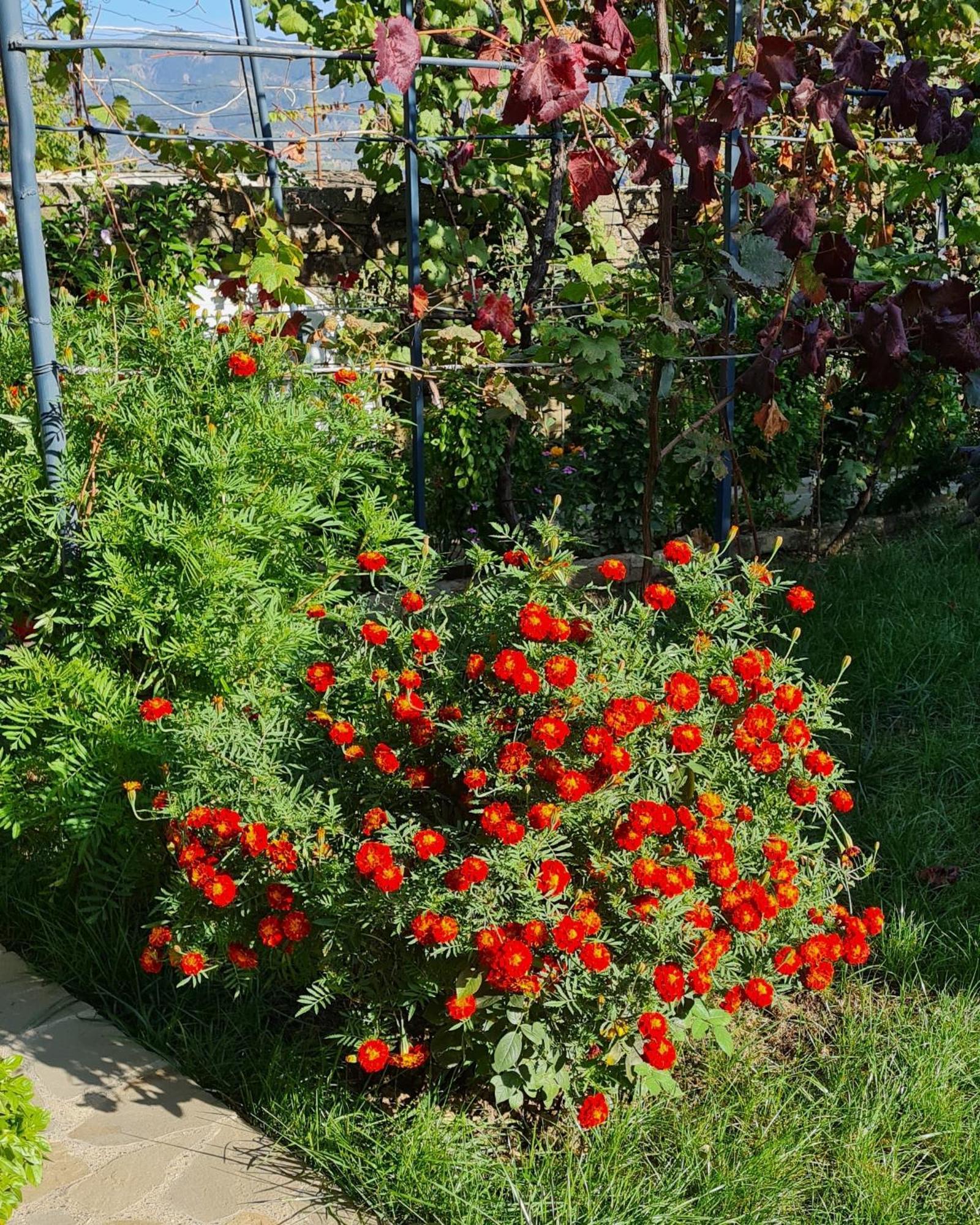 Garden Guest House Përmet Dış mekan fotoğraf