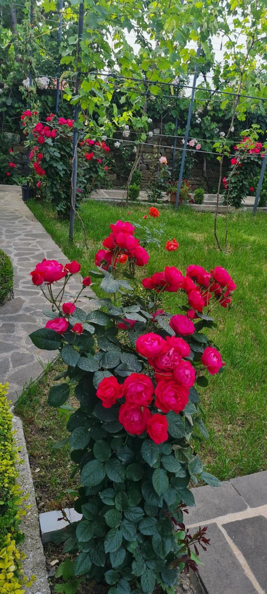 Garden Guest House Përmet Dış mekan fotoğraf